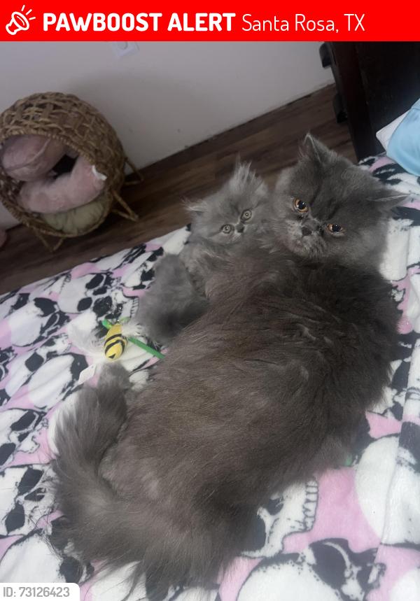 Lost Male Cat last seen Near Rabb Rd Santa Rosa TX 78593, Santa Rosa, TX 78593