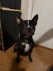 Found/Stray Female Dog last seen S Indiana St. & Bandini Blvd in Vernon, CA 90058, Vernon, CA 90023