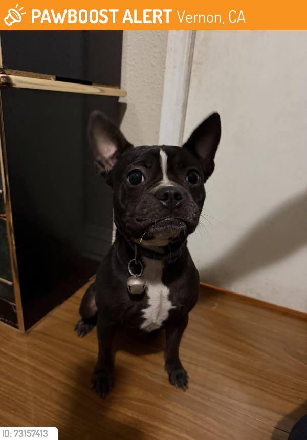Found/Stray Female Dog last seen S Indiana St. & Bandini Blvd in Vernon, CA 90058, Vernon, CA 90023