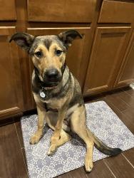 Reunited Female Dog last seen Division Ave. and 1-35, San Antonio, TX 78211