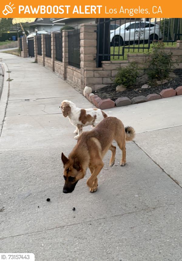 Found/Stray Unknown Dog last seen Barneston Street, Los Angeles, CA 91344