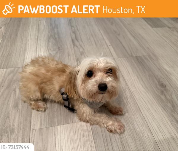 Found/Stray Female Dog last seen Westheimer, Houston, TX 77063