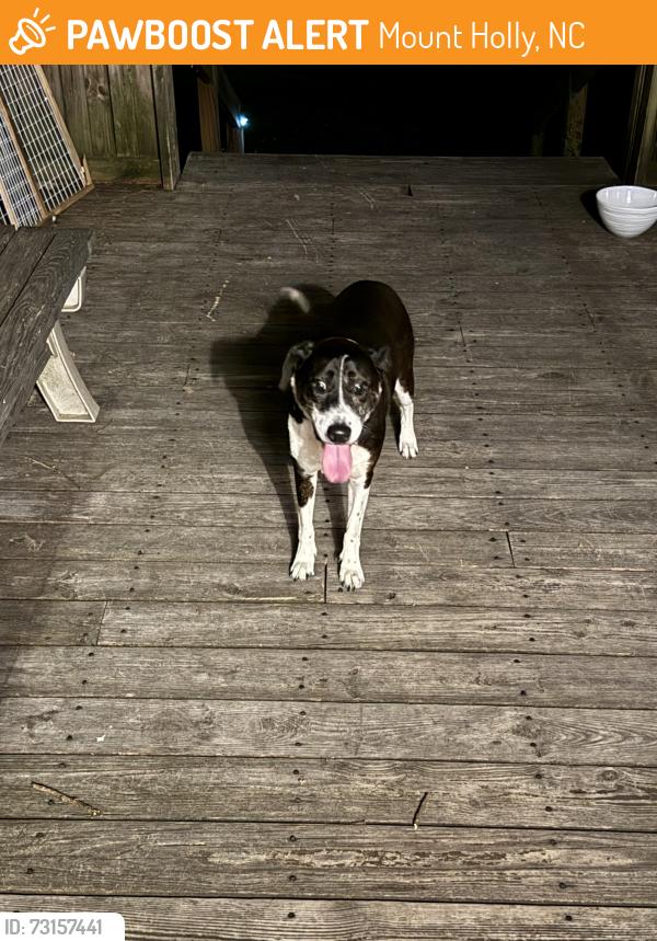 Found/Stray Female Dog last seen Near the boat yard on Horseshoe bend beach dr, Mount Holly, NC 28078