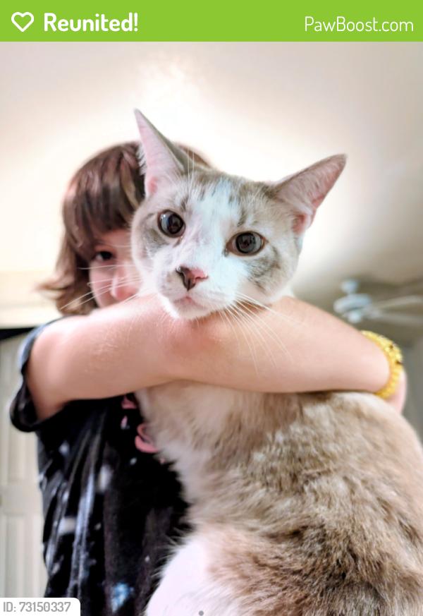 Reunited Male Cat last seen Sisson Rd & Timber Trace Ln., Тітусвілл, FL 32780