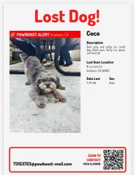 Lost Male Dog last seen Near N La loma cir, Anaheim, CA 92806