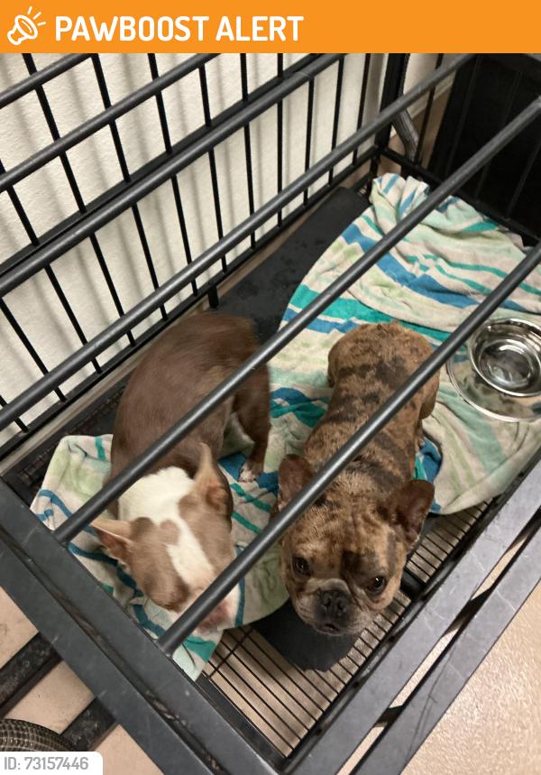 Found/Stray Male Dog last seen Ontario mills, Rancho Cucamonga, CA 91730