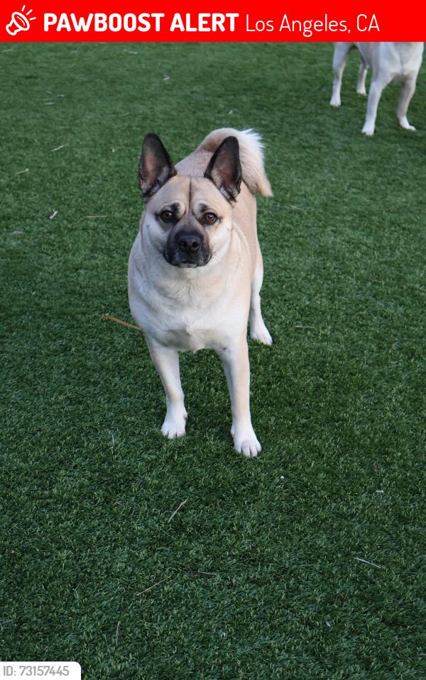 Lost Female Dog last seen Van Nuys and Beachy, Los Angeles, CA 91331