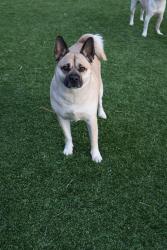 Lost Female Dog last seen Van Nuys and Beachy, Los Angeles, CA 91331