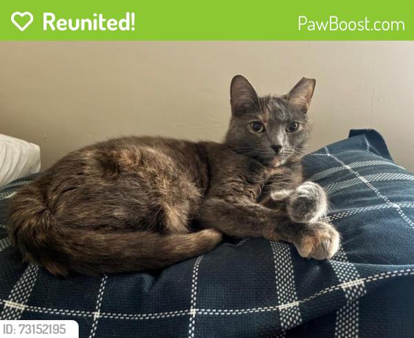 Reunited Female Cat last seen east scarborough road, Cleveland Heights, OH 44118
