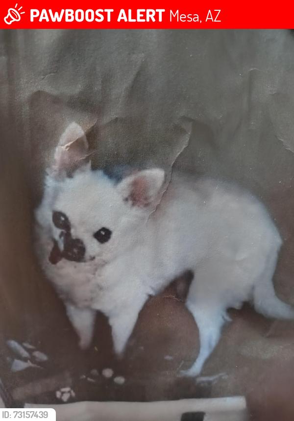 Lost Female Dog last seen 91st way, Mesa, AZ 85208