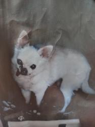 Lost Female Dog last seen 91st way, Mesa, AZ 85208