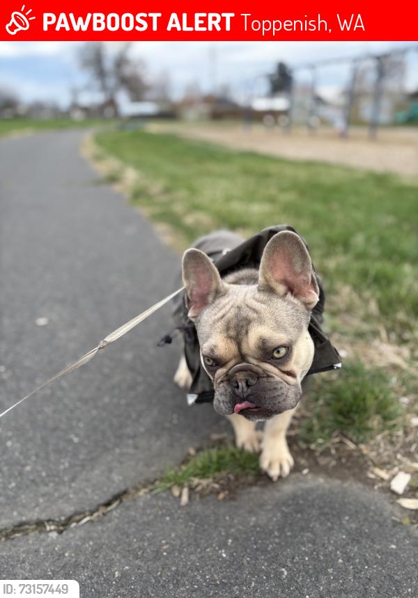 Lost Male Dog last seen Pioneer park, Toppenish, WA 98948