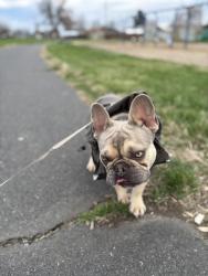Lost Male Dog last seen Pioneer park, Toppenish, WA 98948