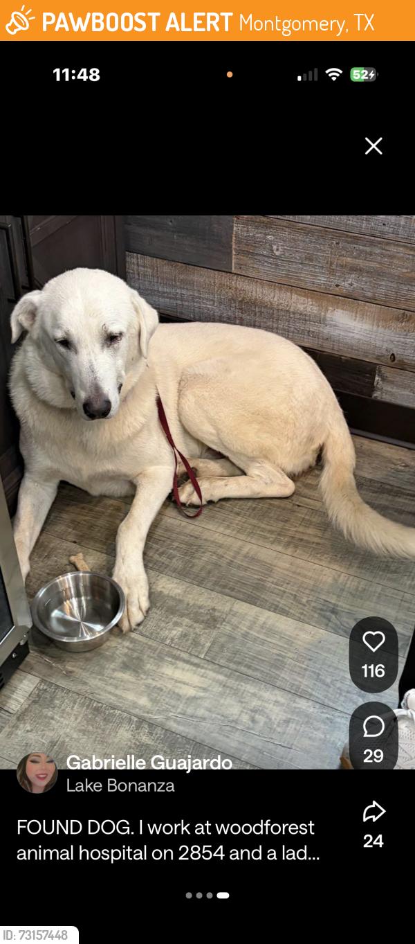 Found/Stray Male Dog last seen Fm 2854 and Fishcreek Woodforest vet, Montgomery, TX 77316