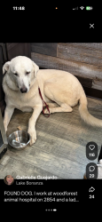 Found/Stray Male Dog last seen Fm 2854 and Fishcreek Woodforest vet, Montgomery, TX 77316