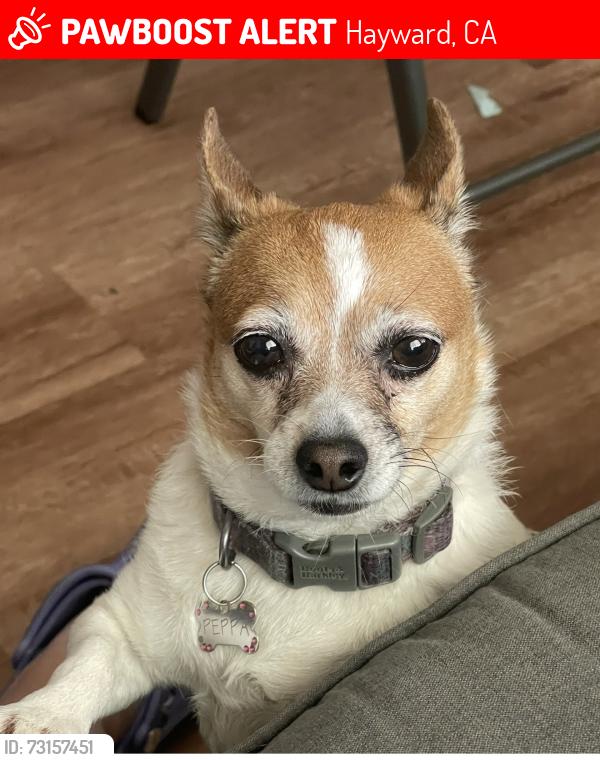 Lost Female Dog last seen Arbutis, Hayward, CA 94542