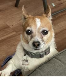 Lost Female Dog last seen Arbutis, Hayward, CA 94542