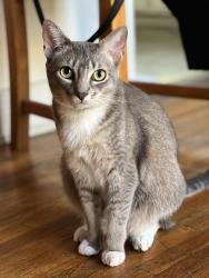 Lost Female Cat last seen Ambrose & Vermont, Los Angeles, CA 90027