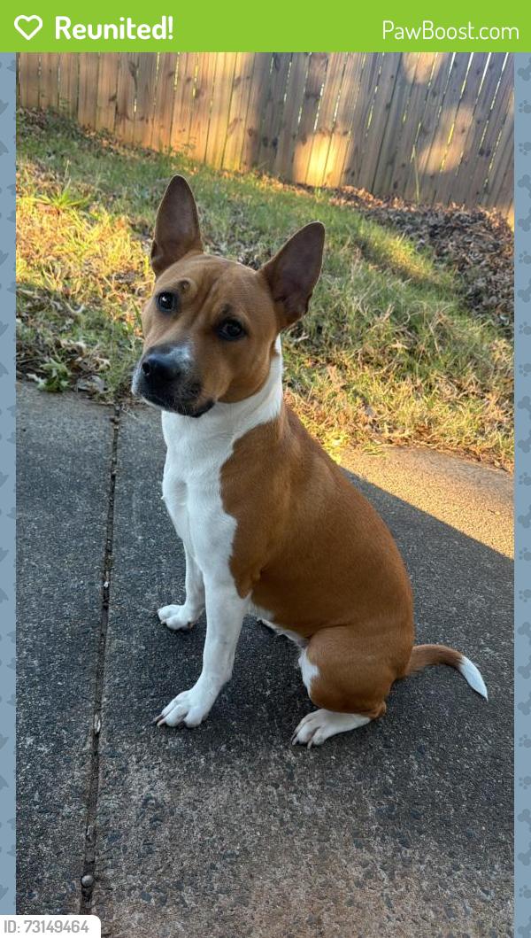 Reunited Female Dog last seen Idlewild, Charlotte, NC 28212