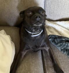 Reunited Female Dog last seen N chestnut ave and E sierra ave, Fresno, CA 93710