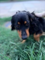 Found/Stray Male Dog last seen Chelsea lane Plano tx, Plano, TX 75074