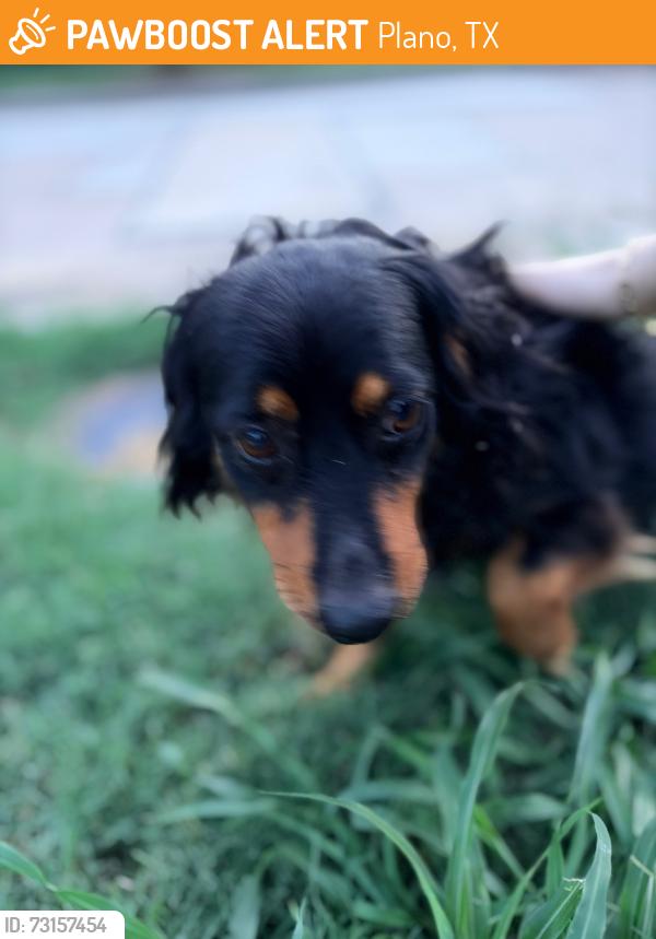 Found/Stray Male Dog last seen Chelsea lane Plano tx, Plano, TX 75074