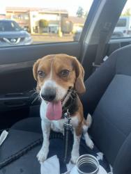 Reunited Male Dog last seen La venture, Mount Vernon, WA 98274
