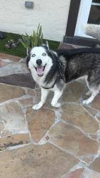 Reunited Male Dog last seen SW 82 Ave, Miami, FL 33144
