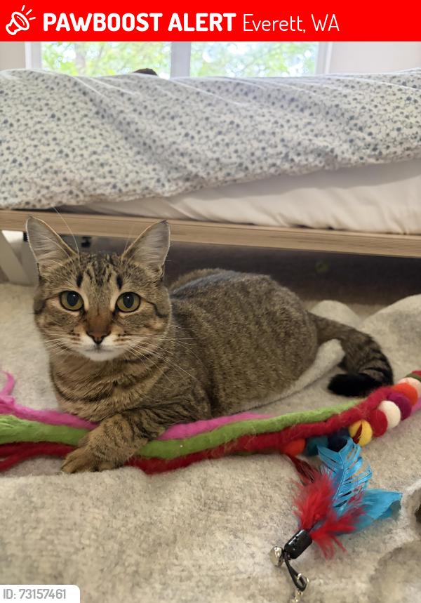 Lost Female Cat last seen Building M, Everett, WA 98204