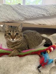 Lost Female Cat last seen Building M, Everett, WA 98204