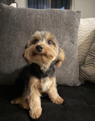 Lost Male Dog last seen Near W Hess St, Tolleson, AZ 85353