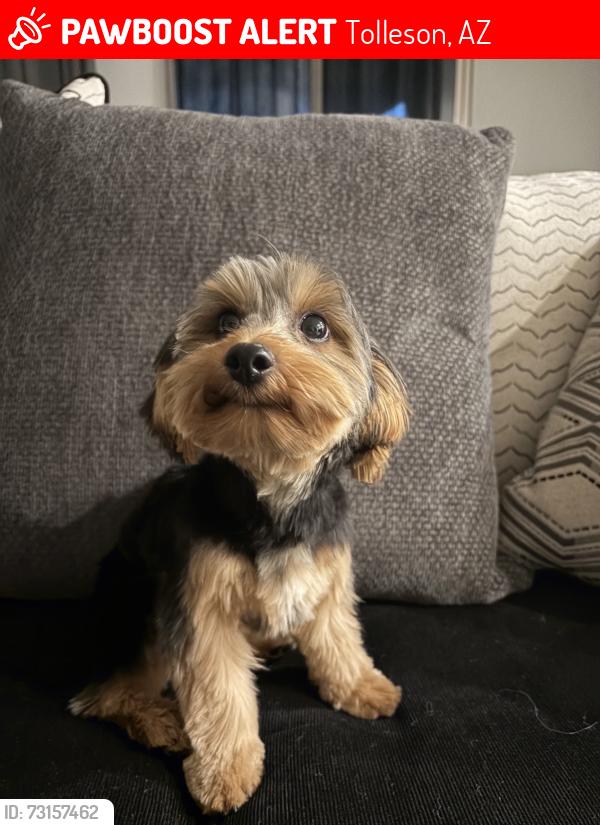 Lost Male Dog last seen Near W Hess St, Tolleson, AZ 85353