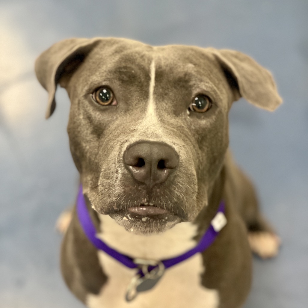 Shelter Stray Female Dog last seen , 3612 11th Ave, Los Angeles, CA 90018, USA