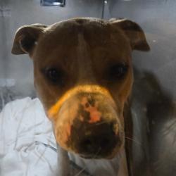 Shelter Stray Male Dog last seen , Animal Care & Control Team of Philly, 111 W Hunting Park Ave, Philadelphia, PA 19140, USA