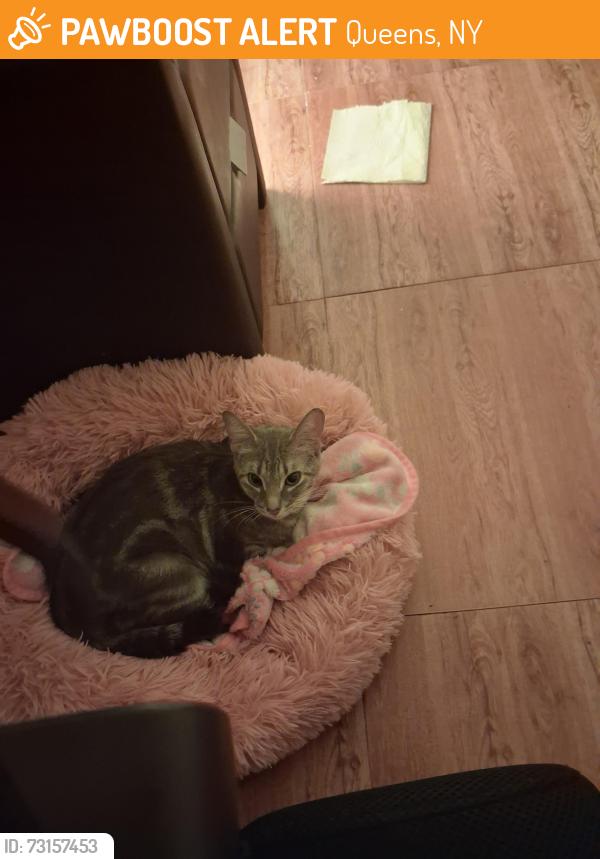 Found/Stray Female Cat last seen East Elmhurst, NY, Queens, NY 11369