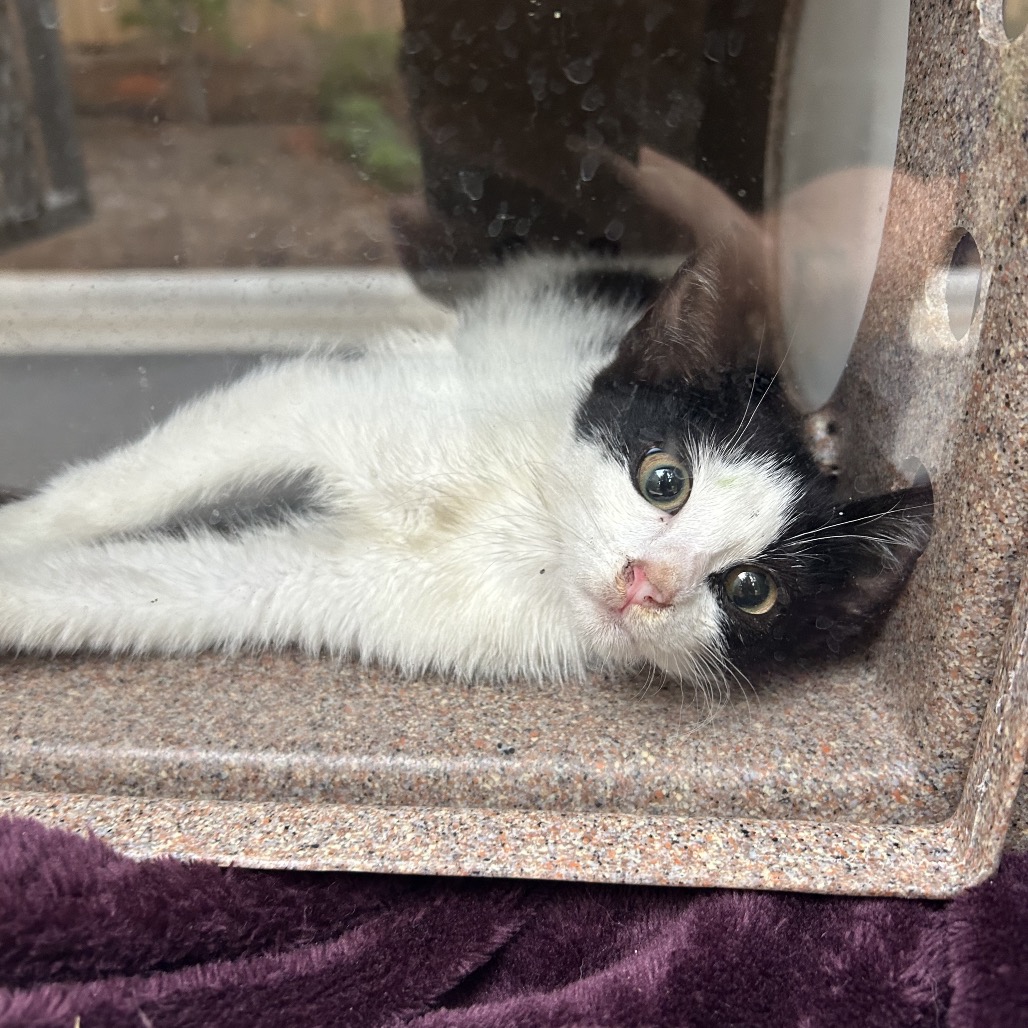 Shelter Stray Unknown Cat last seen , 980 Guilford College Rd, Greensboro, NC 27409, USA
