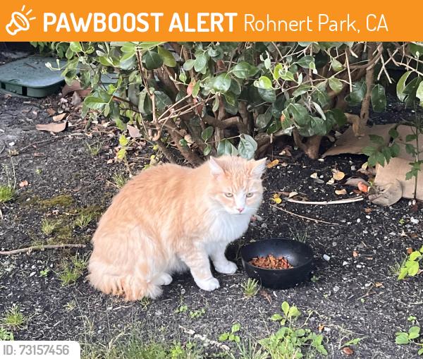 Found/Stray Unknown Cat last seen Lancaster, Rohnert Park, CA 94926