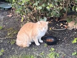 Found/Stray Unknown Cat last seen Lancaster, Rohnert Park, CA 94926