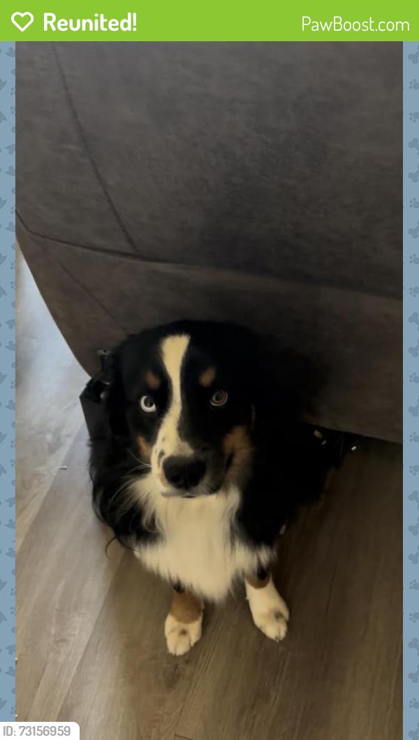 Reunited Male Dog last seen Near Eli Dr, Moore, OK 73160, USA, Moore, OK 73160
