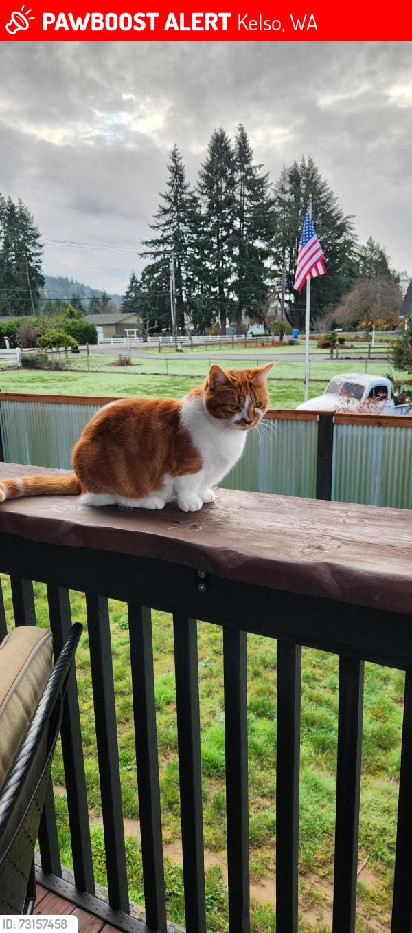 Lost Male Cat last seen Eddie's Hill, Kelso, WA 98626