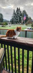 Lost Male Cat last seen Eddie's Hill, Kelso, WA 98626