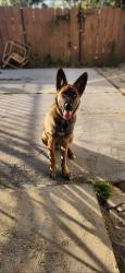 Reunited Male Dog last seen Wolford dr, La Presa, CA 91977
