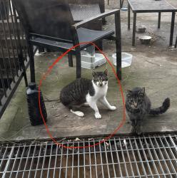 Lost Male Cat last seen Quincy St and Stuyvesant Ave, Brooklyn, NY 11221