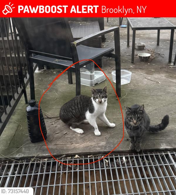 Lost Male Cat last seen Quincy St and Stuyvesant Ave, Brooklyn, NY 11221