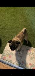 Found/Stray Male Dog last seen Rancho blvd, Colton, CA 92324