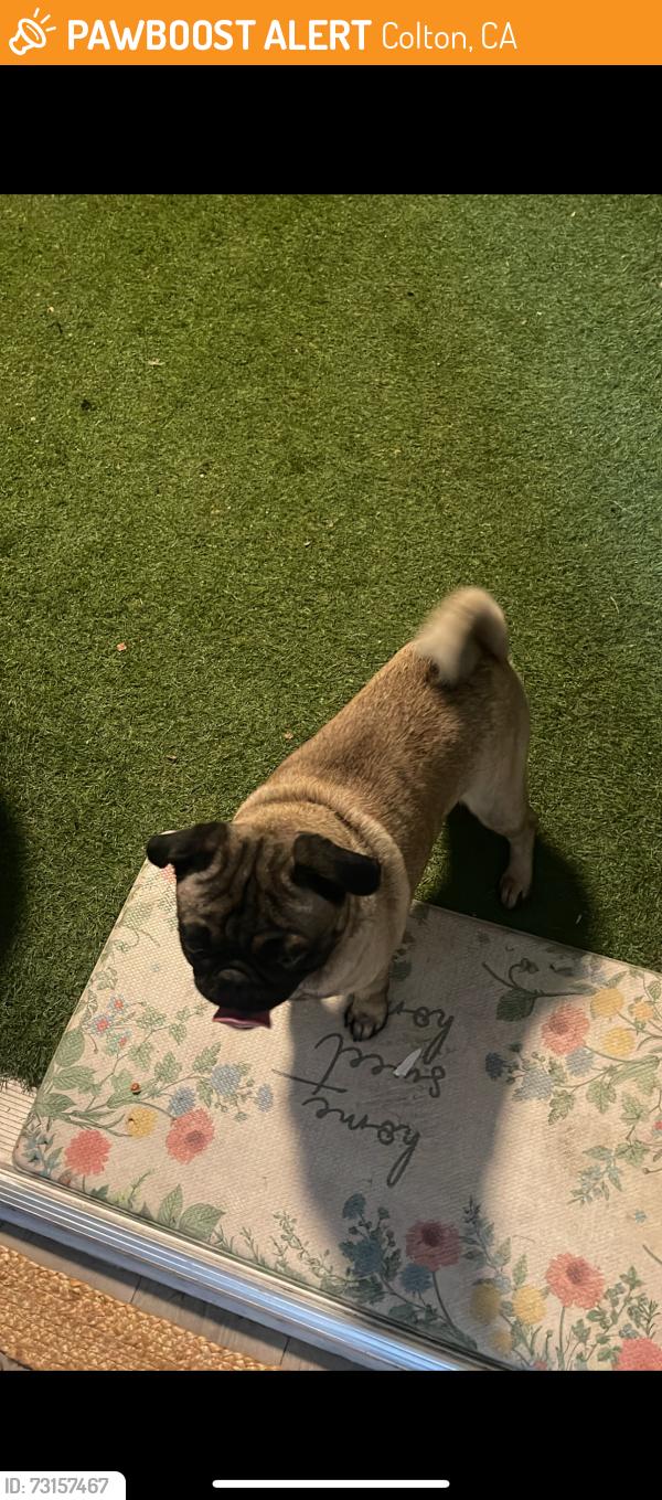 Found/Stray Male Dog last seen Rancho blvd, Colton, CA 92324