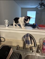 Reunited Male Cat last seen Huffman mill rd, Burlington, NC 27215