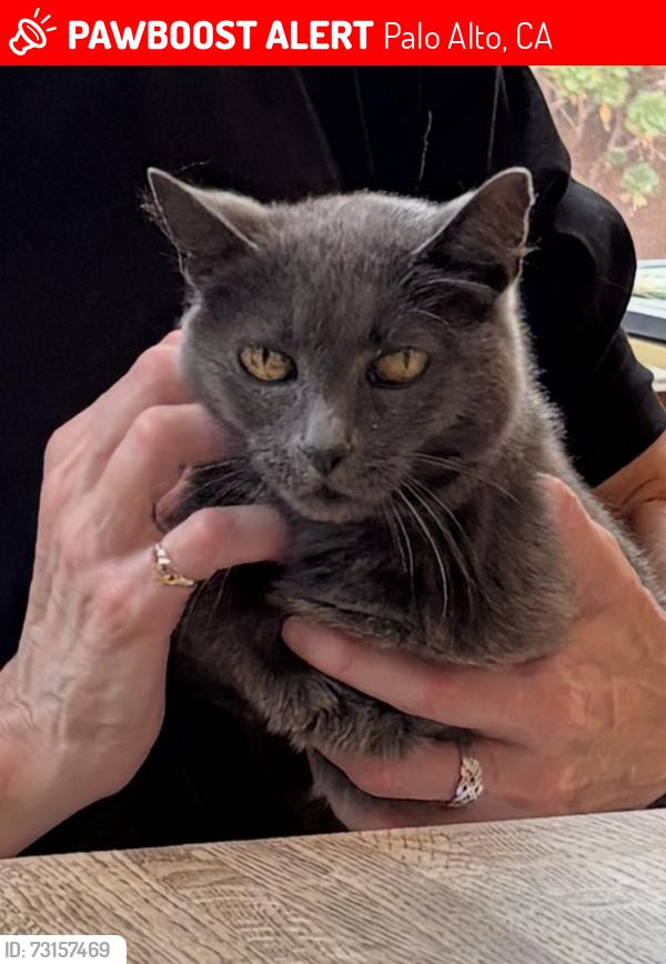 Lost Female Cat last seen Salvatierra Street near Stanford’s Greek hses, Palo Alto, CA 94305