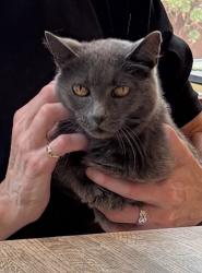 Lost Female Cat last seen Salvatierra Street near Stanford’s Greek hses, Palo Alto, CA 94305