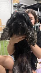 Found/Stray Male Dog last seen Highway 43 in Greenville, Greenville, NC 27834
